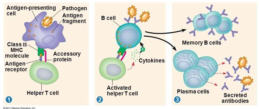 b) A nem specifikus sejtes védekezésben a szervezet fagocitái - mikrofágok és a makrofágok és a természetes ölősejtek - vesznek részt.