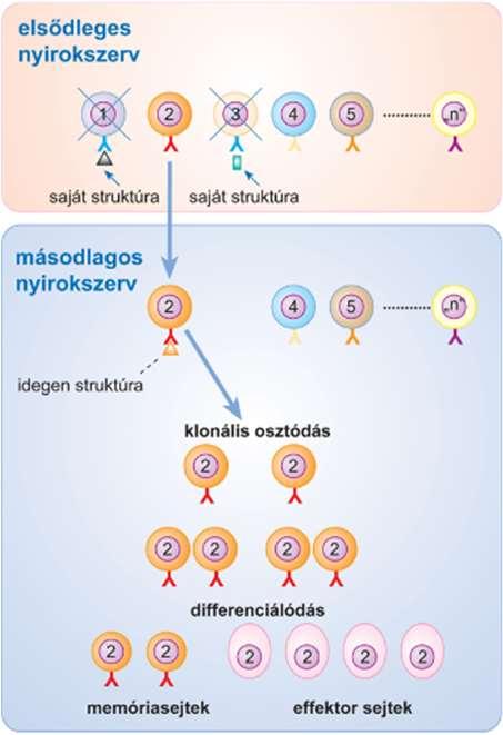 hosszú életű memóriasejtté differenciálódnak, melyek egy későbbi fertőzés során gyors, azonnali immunválaszt tesznek lehetővé. A nem aktiválódott sejtek rövidesen elpusztulnak (apoptózis).