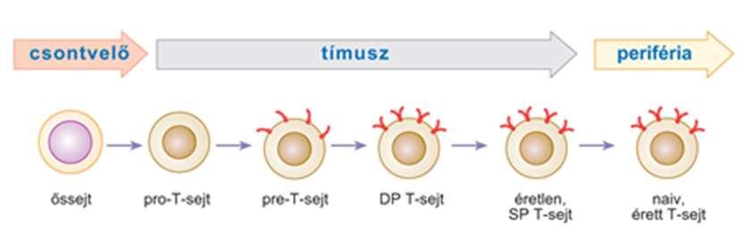 A T-limfociták őssejtjei a vörös csontvelőben fejlődnek, majd a sejtek a vérárammal a Thymusba csecsemőmirigybe - kerülnek, ahol befejezik érésüket.