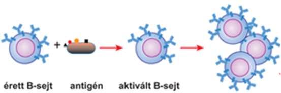 Ennek ellenére a T-sejtek érése bár kisebb mértékben de a felnőttkorban is zajlik.