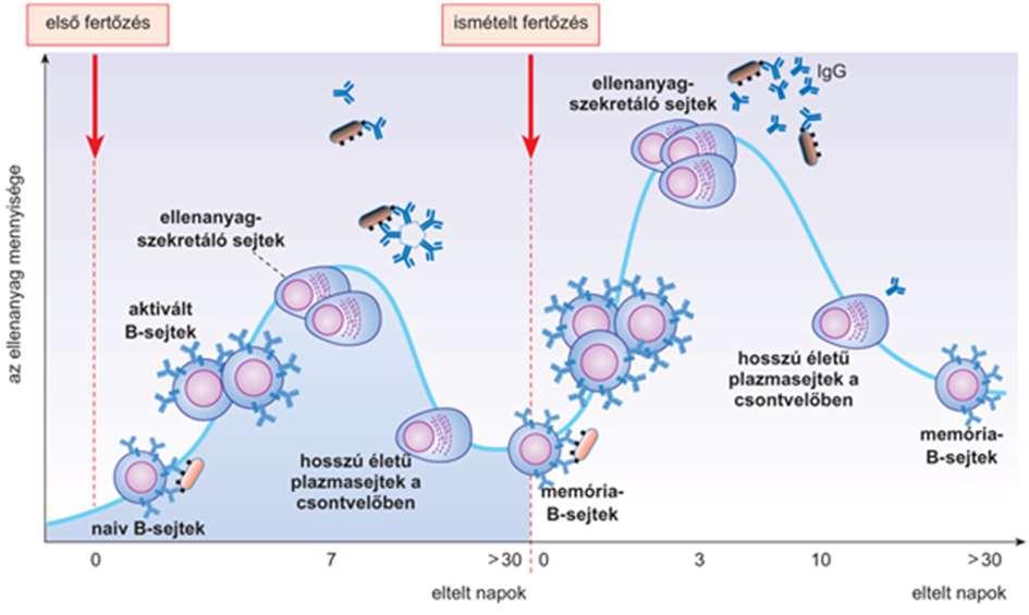 22 Az aktiválódott T-sejtek többféle sejtpopulációt hoznak létre. A segítő (helper) sejtek (Th) szabályozóanyagokat ún.