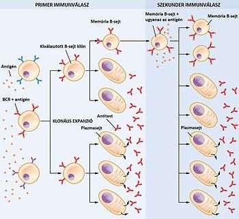 A citotoxikus T-sejtek (Tc) a célsejt membránjára egy perforin nevű fehérjét (toxint) juttatnak sejtkontaktus -, amely beépülve a membránba lyukat képez, melyen keresztül kifolyik a megtámadott sejt