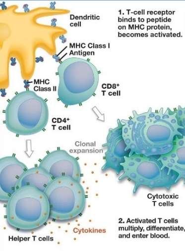 Az ölő képességgel rendelkező citotoxikus T-limfociták képesek elpusztítani a felismert sejtet, míg a segítő T-limfociták olyan faktorokat (citokineket) választanak ki, amelyek fokozzák a