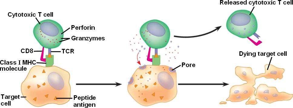 A B-sejtek, a humorális immunválasz A B-sejteket a sejtmembránjukon található immunoglobulin fehérjék alapján lehet megkülönböztetni a többi fehérvérsejttől, amely az antigén felismerését és