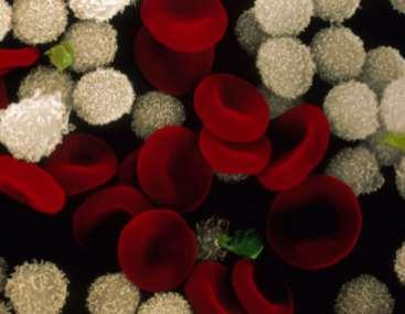 A vörös csontvelőben keletkeznek a: vörösvértestek, vérlemezkék, granulociták, B limfociták, monociták. Mint látható a vörös csontvelőben igen eltérő alakú és működésű sejtek jönnek létre.