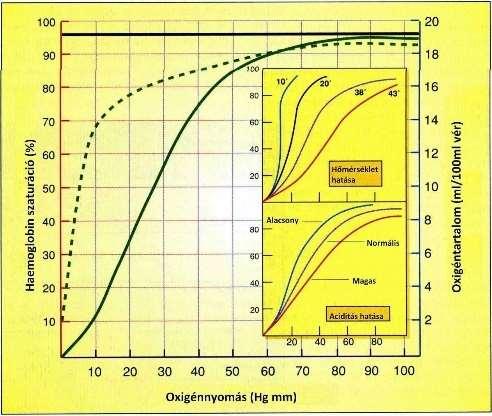 7 A vörösvértestekben sejtmag, belső membránrendszer nincs, s így teljes tömegét a hemoglobin adja. Anyagcseréje minimális, mivel mitokondriumokat nem tartalmaz, a sejt csupán glikolízist folytat.