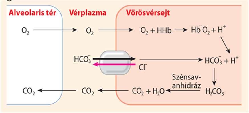 8 A tüdőben megindul a vérplazmából a CO2 felszabadulása a tüdő légterébe, a vérplazmában a csökkenő mennyiségű CO2 pótlása a vörösvértest felől történik.