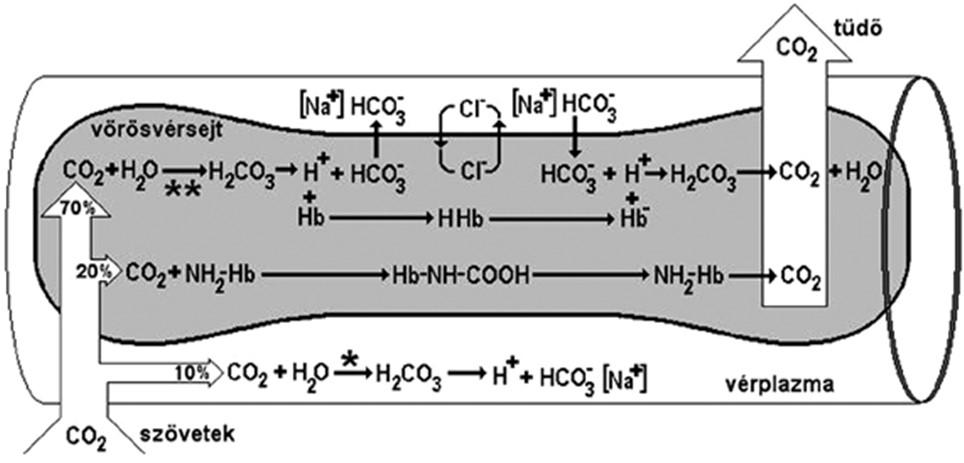 A H + a hemoglobinhoz kötött H + -ból származik, így a hemoglobin újra oxigént vehet fel. A sejtben tehát fogy a HCO 3-, ezért a vérplazmából mennyisége Cl - cserével pótlódik.