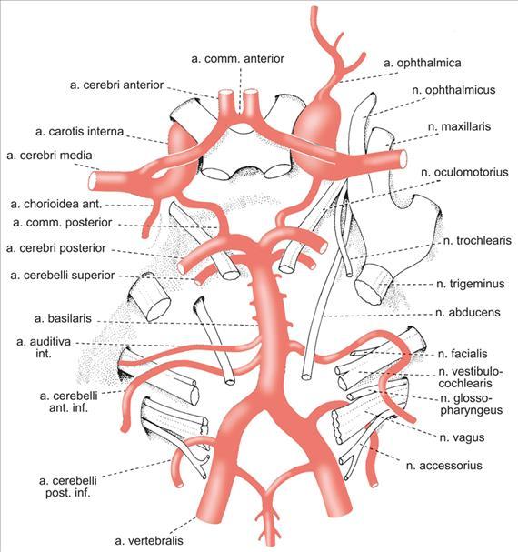 Ezen artériás gyűrűből erednek a nagyagyat ellátó érpárok: -arteria choroidea anterior -arteria