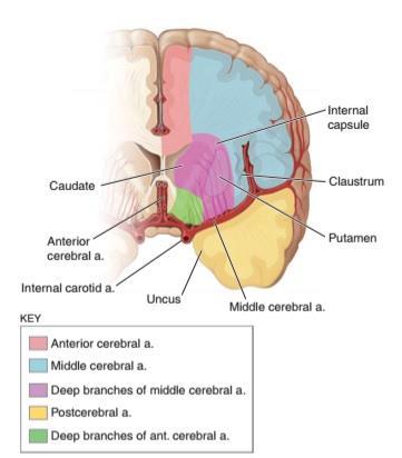 2.ábra. Az arteria cerebri anterior-media-posterior ellátási területei a hemispheriumban [5] Az agy elhasznált vére vénákban szedődnek össze.