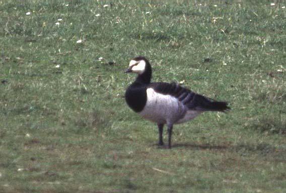 25. ábra: Az örvös lúd (Branta bernicla) el fordulása és egyedszáma Hortobágy- Halastón 1989-2006