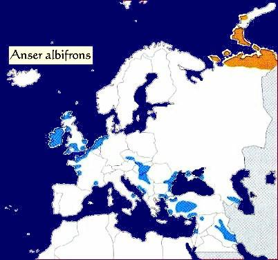 - a faj fészkel területe - a faj telel területe - a faj állandó a területen 1. ábra : A nagy lilik (Anser albifrons) elterjedési területe (MASI, 2001) 3.2.2 Kis lilik (Anser erythropus L.