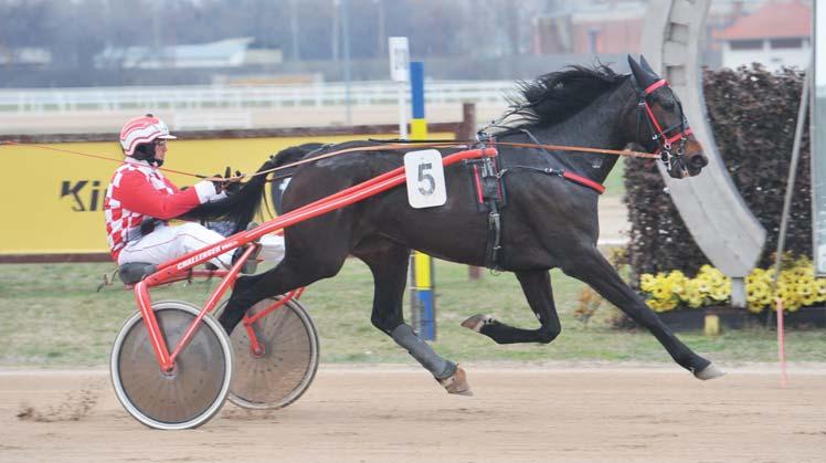 GALÉRIA ÚJ-MEXIKÓ HENDIKEP: Sóvirág (Varga Sándor) PITYKE DÍJ: Longines