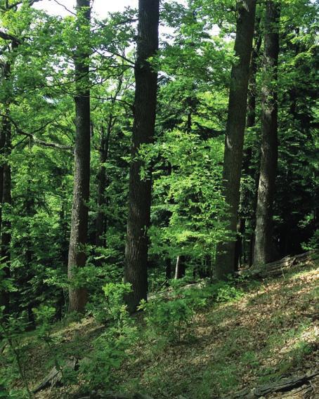 10 A projekt hatása Az Élet az Erdőben projekt során megrendezett szakmai események és találkozók, a publikált szakmai kiadványok sora mind hozzájárult a projekt alapvető céljához: a hazai Natura