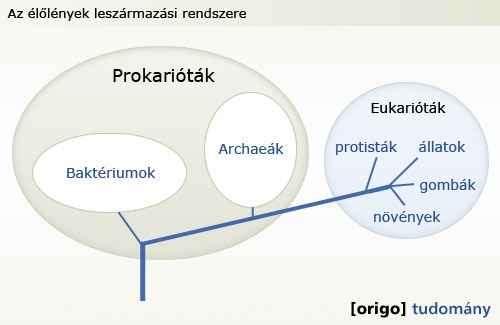Ezenkívül persze számos eltérés van e két birodalom között, a pro- és az eukarióták között nagyobb a különbség, mint az állatok és a növények között, a törzsfejlődés során kb.