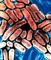 A baktériumok anyagcseréje rendkívül sokféle, számos olyan működésre képesek, amelyekre az eukarióták nem, ezért az élet számára nélkülözhetetlenek. Nitrogénkötés, cellulózbontás. 2.