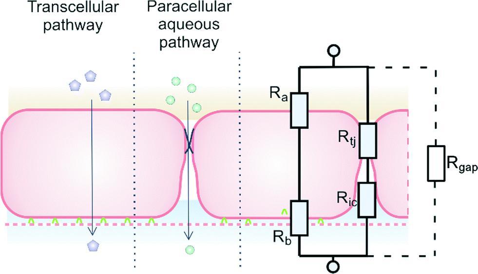 Transzepitheliális elektrofiziológiai vizsgálatok Cél: Az extracelluláris méréstechnika specializált formája, amely információt nyújt az iontranszportról a polarizált epitheliális sejtekben.