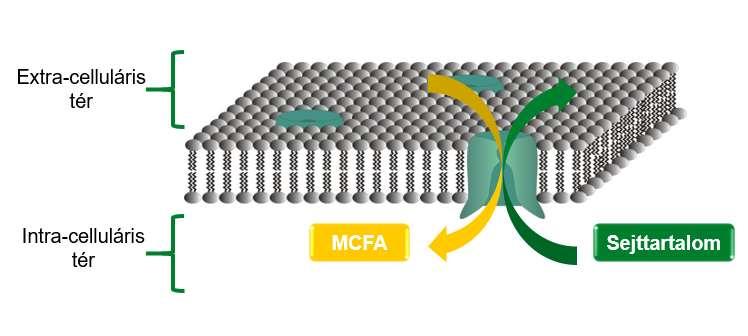1.1.1. MCFA és a Szerves Savak A rövid szénláncú zsírsavak használatával lecsökken a béltartalom ph értéke, ami segít a közepes szénláncú zsírsavak működésében.
