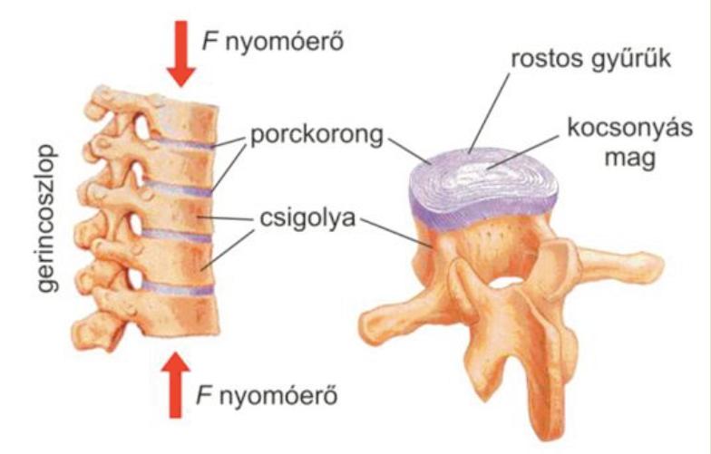 Nyújtákor a rugó nem tud azonnal megnyúlni, a dugattyú nem engedi. A nyúló rugó laítj a dugattyú mozgáát. 2.