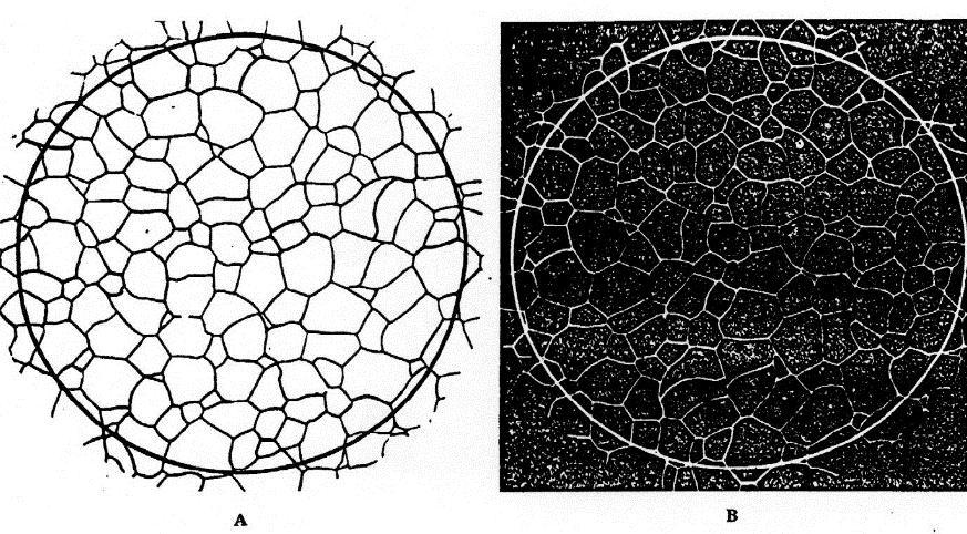 Átlagos szemcsenagyság meghatározása összehasonlító képsorozattal A szemcseméret mérésének harmadik módja a próba 100-szoros nagyításban vizsgált képének ismert szemcsenagyságú anyagok szövetképével