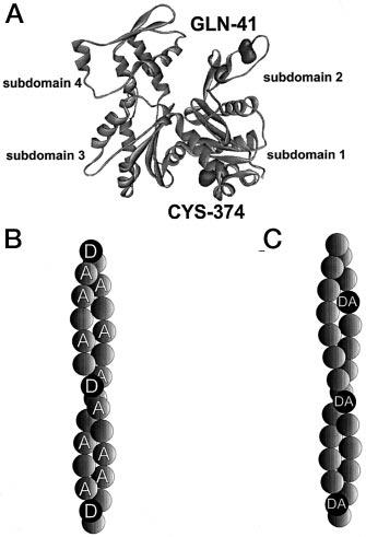 Flexibility of Actin Filaments 12999 cent probes. The donor-acceptor distances (between residues Cys 374 and Gln 41 ) in the filament at room temperature are 4.45 0.08 nm and 4.59 0.