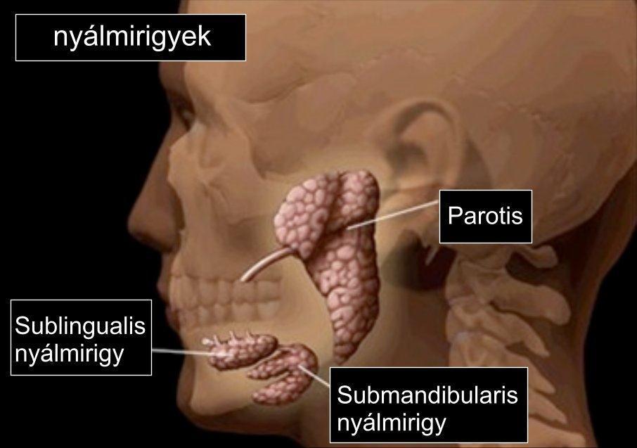 is hozzájárul a nyál összetételéhez A tubuloalveolaris mirigyek váladékuk alapján lehetnek szerózusak, mucinózusak és kevertek.