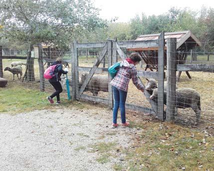 BALATON // // ÁLLATI HELYEK 44 BALATON // ÁLLATI HELYEK 45 Állati kalandok a Balaton körül A nyár közeledtével az ország szíve átkerül a Balaton környékére.