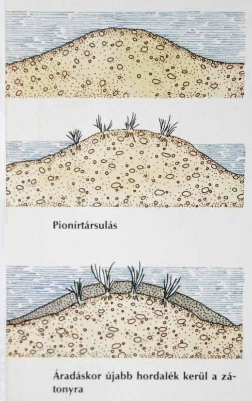 Feltöltődési szukcessziósorok mineralogén