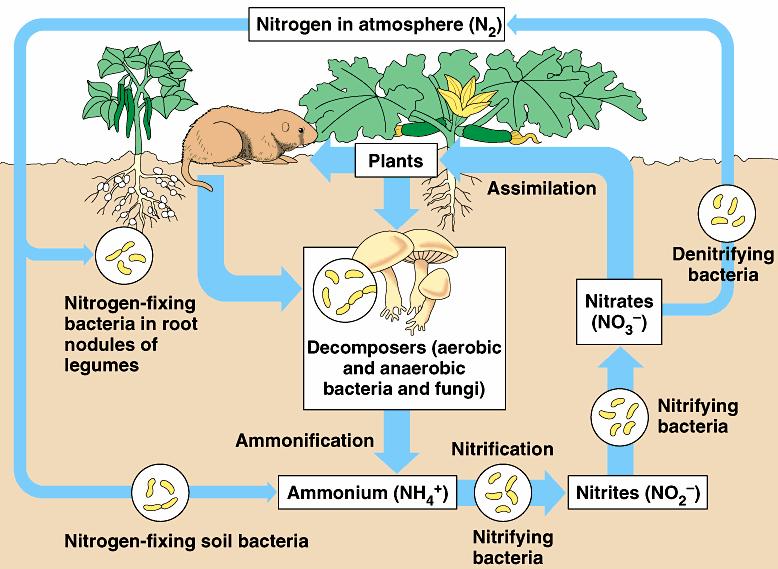 Légköri nitrogén Növények Asszimiláció N-kötő bakt.