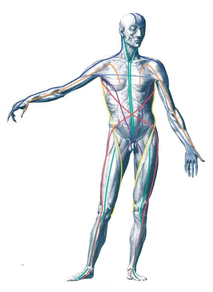 A FASCIA A fasciarendszer főbb tulajdonságai: 1. Hatodik érzékszervünk (mechanoreceptorok,proprioceptorok,nociceptorok etc) 2.