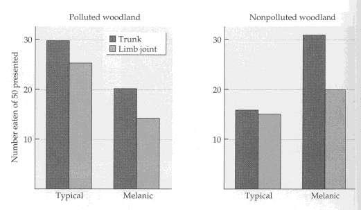 . Araszoló lepkék ipari melanizmusa Angliában Többet ettek meg a fehér változatból a szennyezett erdőkben a fák