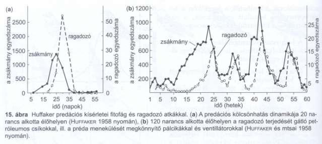 Stabilitás növekszik: Táplálék hálózat stabilitás -