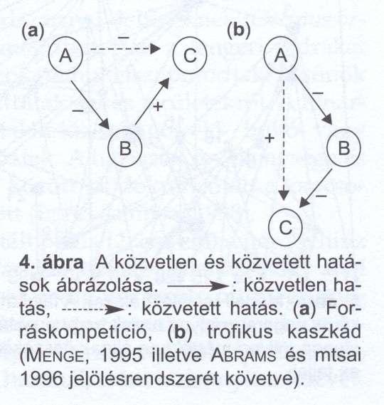 - Táplálkozási, trofikus kapcsolatok - Ragadozó-zsákmány,