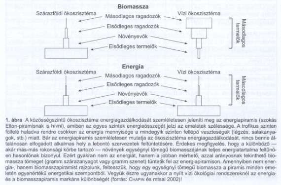 Nettó ökoszisztéma produkció (NÖP) Ökológiai rendszer egészének szénmérlege (megkötött/kibocsátott szén mennyisége) Trópusi esőerdőkben 70-590 g szén/m 2 /év, mérsékeltövi erdőkben 80-700 g szén/m 2