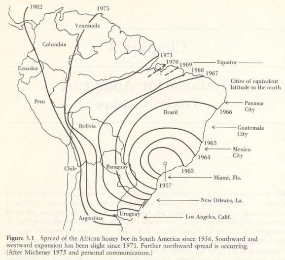 Diszperzió Gyilkos méhek szétterjedése Dél-Amerikában Diszperzió: