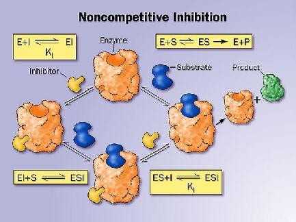 Nem-kompetitív inhibíció A keményítő szerkezete Az inhibitor molekula nem hasonlít a szubsztrátra, és nem az aktív centrumba kötődik.