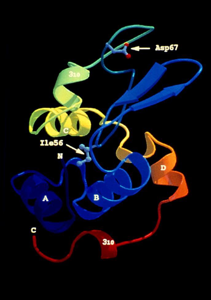 Az lizozim amiloid szerű átalakulása