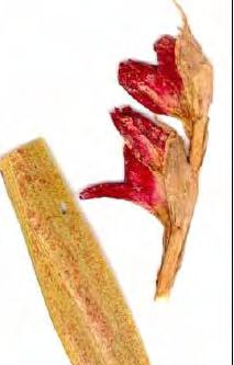 fonálférgek sok nem telel Gyökéren jól látható gubacsok Taeniothrips simplex Gladiolusztripsz
