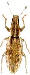 Otiorrhynchus ligustici Hamvas vincellérbogár Sitona spp.