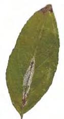 fonákján felhólyagzó Lithocolletis (Phyllonoricter) corylifoliella Almalevél