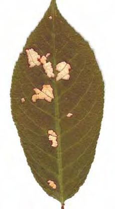 Caliroa limacina Füstösszárnyú levéldarázs Tenthredinidae Levéldarazsak Hymenoptera Hártyásszárnyúak 2 nemz/év Lárva Lárvája
