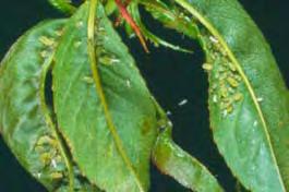 Myzus persicae Zöld őszibarack levéltetű Aphididae Igazi levéltetvek Egyenlőszárnyú rovarok 10,12 nemz/év Tojás alakban telel