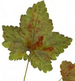 Pruniavium Fekete meggy és cseresznye levéltetű Cryptomyzus ribis Levélpirosító ribiszke levéltetű Aphididae Igazi