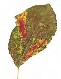 Dysaphis devecta Közönséges levélpirosító almalevéltetű Aphis pomi Zöld almalevéltetű Eriosoma
