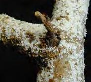 Pseudaulacaspis pentagona Eper pajzstetű Diaspididae Kagylós pajzstetvek Egyenlőszárnyúak 2 nemz/év imágó (nőstény) 2-2,5 mm hosszú fehér