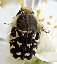 Epicometis hirta Bundásbogár Leptinotarsa decemlineata Burgonyabogár Melolonthidae Cserebogarak