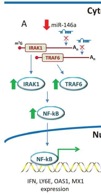 SLE Számos eltérően expresszálódó mirns PBMC-ben IFN signature genes serkenti a gyulladásos folyamatokat, mint arthritis és nephitis autoimmuneassociated genes IRAK1 (IL-1 receptor-associated
