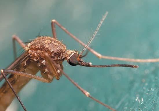 Az ázsiai tigrisszúnyog (Aedes albopictus) és a japán szúnyog (Ochlerotatus japonicus) már megjelent Dél-Európában és Svájcban.