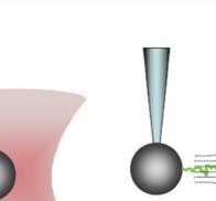 fluorophores