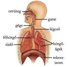 Légző rendszer: felső légutak, alsó légutak, tüdő (mellhártya, csontos mellkasfal, rekeszizom, légzési